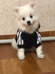 포메인줄 알았는데 다 커보니 스피츠인 울집 댕댕이 새끼때 - DogDrip.Net 개드립