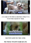 현재  진행중인 맹견 관련 규제 법안 강화 - DogDrip.Net 개드립