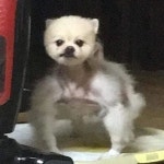 댕댕이 셀프컷.jpg - DogDrip.Net 개드립