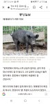 토종흑돼지는 있다 다만... - DogDrip.Net 개드립