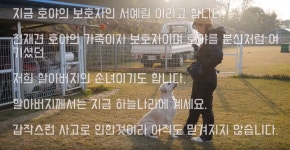 천재견 호야 근황... - DogDrip.Net 개드립