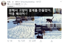 무시무시한 고양이 결계.jpg - DogDrip.Net 개드립