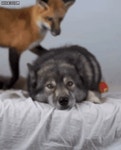 (16mb)꼬리치는 여우 무관심한 늑대 - DogDrip.Net 개드립