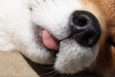 여우 잠자는 사진.jpg - DogDrip.Net 개드립