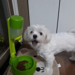 우리집 강아지 - DogDrip.Net 개드립