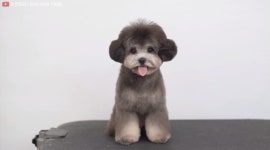 멍멍이들 미용전 과 후.jpg - DogDrip.Net 개드립