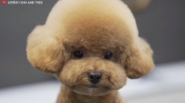 멍멍이들 미용전 과 후.jpg - DogDrip.Net 개드립