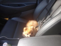 안녕 우리집 강아지야 - DogDrip.Net 개드립