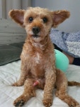 우리집 댕댕이로 개드립 가기 가능? - DogDrip.Net 개드립