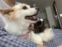 시고르 자브종 댕댕이 - DogDrip.Net 개드립