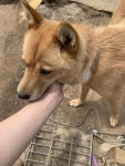 고올-든 시고르 자브종 보고가 - DogDrip.Net 개드립