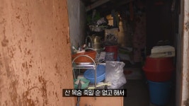 시간이 얼마 남지 않은 고양이 주인의 마지막 소원 - DogDrip.Net 개드립