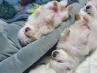 도그젤리 - DogDrip.Net 개드립