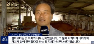 이번 장마로 소가 급류에 휩쓸려감 ㅠㅠ (35mb) - DogDrip.Net 개드립