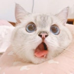 슈뢰딩거 고양이 짤 가져왔어 - DogDrip.Net 개드립