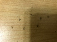 호불호없이 소화잘되는짤 - DogDrip.Net 개드립