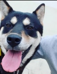 우리집 개붕이 - DogDrip.Net 개드립