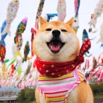 시바시바시바시바시바 - DogDrip.Net 개드립