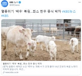 세상에 흑우들이 너무 많아진 결과 - DogDrip.Net 개드립