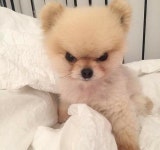 화난 강아지의 실체.jpeg - DogDrip.Net 개드립