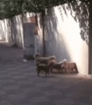 도그와트로 가는길.gif - DogDrip.Net 개드립