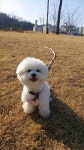 축구하는 덕순이(자브종비숑, 암컷 3세) - DogDrip.Net 개드립