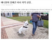 동물농장 유튜브 자막 사탄실직 - DogDrip.Net 개드립