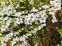 (힐링)오늘 산책하면서 찍은 봄사진들 - DogDrip.Net 개드립