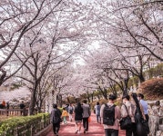 주말동안 #석촌호수 근황 - DogDrip.Net 개드립