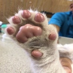 아기 사자 발바닥 - DogDrip.Net 개드립