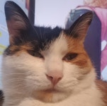 나른한 토요일 반려동물 보고 가 - DogDrip.Net 개드립