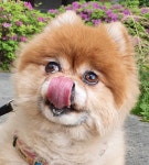 나른한 토요일 반려동물 보고 가 - DogDrip.Net 개드립