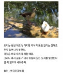 뒤집어진 오리를 세워준 리트리버 - DogDrip.Net 개드립