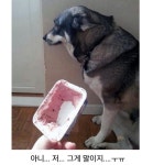 🐕🐈좆냥이와 댕댕이의 차이 - DogDrip.Net 개드립