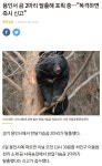 용인 탈출한 곰들은 웅담농장에서 탈출한곰임 - DogDrip.Net 개드립