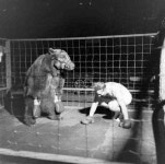 사람 vs 불곰 복싱대결 - DogDrip.Net 개드립