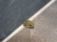 니네는 시골 살지 마라.. - DogDrip.Net 개드립