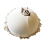 고양이 숨숨집의 이상과 현실.JPG - DogDrip.Net 개드립