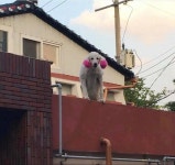 금태양에게 납치된 뽀삐 - DogDrip.Net 개드립