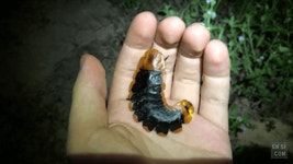 반딧불 애벌레 - DogDrip.Net 개드립