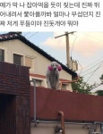 특이점이 온 미용실뽀삐.jpg - DogDrip.Net 개드립