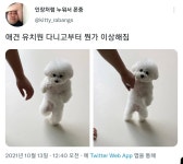 애견유치원 다니고 뭔가 이상해진 강아지.jpg - DogDrip.Net 개드립