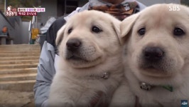 [동물농장] 귀여움 끝판왕 - DogDrip.Net 개드립 [동물농장]  귀여움 끝판왕 - DogDrip.Net 개드립