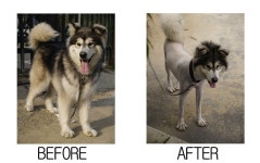 허스키 털빨, 외모 거품 논란 - DogDrip.Net 개드립