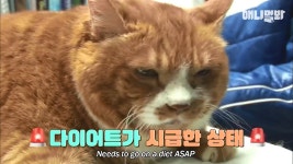 고도비만 묘르신의 다이어트 도전기 - DogDrip.Net 개드립