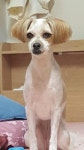 미용하고온 우리집 개 보다 생각난거 - DogDrip.Net 개드립