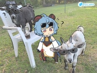 원신) 연선생 감&신 짤 종합 - DogDrip.Net 개드립