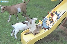 염소감우 새거 - DogDrip.Net 개드립