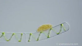 냠냠쩝쩝 아메바 먹방촌.gif - DogDrip.Net 개드립