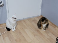 우리 집 짐승 친구들 합사 일기 - DogDrip.Net 개드립